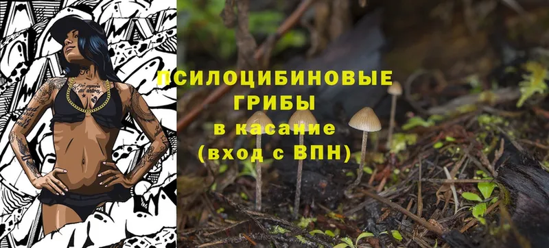 Галлюциногенные грибы Psilocybe  дарнет шоп  Будённовск 